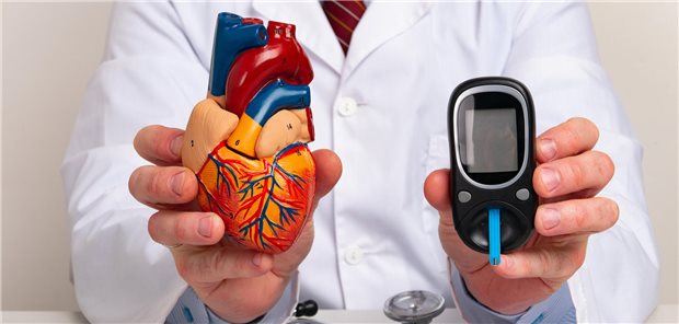 Diabetes und Vorhofflimmern: Das hilft gegen die gefährliche Kombi Arzt hält Modell vom Herzen in rechter Hand und Blutzuckermessgerät in linker Hand.