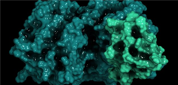 Wirken PCSK9-Hemmer bei Diabetes? Dreidimensionale Darstellung des Proprotein-Convertase-Subtilisin-Kexin Typ 9 (PCSK9)-Proteins.