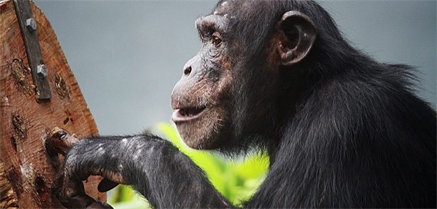 Tierversuche An Affen Wissenschaftllich Notig Ethisch Vertretbar