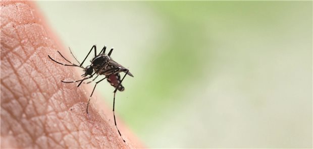 Aedes aegypti: Diese Mückenart kann auch Chikungunya-Viren übertragen.
