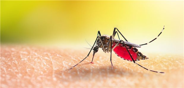 S1-Leitlinie: Arbovirosen erkennen und diagnostizieren Moskito auf der Haut