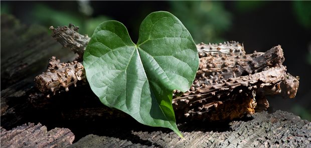 Drug-induced autoimmune-like Hepatitis oder de novo Autoimmunhepatitis? Tinospora cordifolia und ein grünes Blatt vor einem Naturhintergrund.