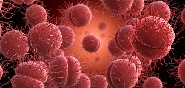 Bacteria Neisseria gonorrhoeae or Neisseria meningitidis, gonococcus and meningococcus