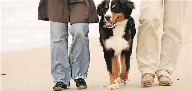 Zwei Personen gehen mit ihrem Bernhardiner am Strand spazieren.