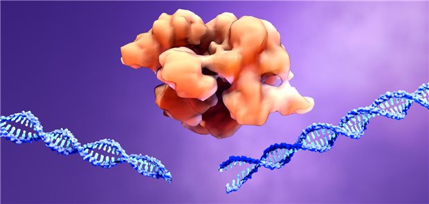 CAs9-Protein spaltet einen DNA-Doppelstrang.