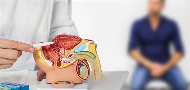 Bei urologischen Problemen: Fragen Sie Chatbot „Urobert“ Arzt mit einem Modell des männlichen Harntrakts in der Hand spricht mit einem Patienten.