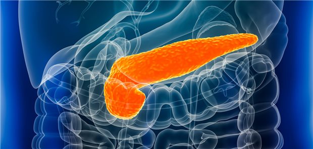 Menschen mit Zöliakie haben laut Langzeitanalyse erhöhtes Risiko für Pankreatitis Dreidimensionale gerenderte Nahaufnahme der Bauchspeicheldrüse mit männlichen Körperkonturen.