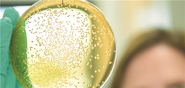 „Forschung ist Teil unserer DNA“ – Onkologische Erkrankungen und Virusinfektionen im Fokus „Forschung ist Teil unserer DNA“ – Onkologische Erkrankungen und Virusinfektionen im Fokus