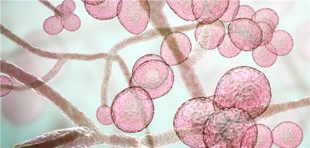 Antibiotikum mit antimykotischen Zusatznutzen Antibiotikum mit antimykotischen Zusatznutzen