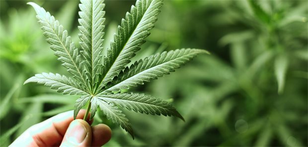 Cannabinoide bei Schmerzen: Wann einsetzen, wie dosieren? Cannabis-Blatt