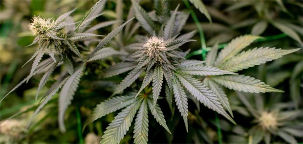 Bayerisches Oberstes Landesgericht: Cannabisverordnung immer mit eindeutiger Dosierungsanweisung Cannabispflanzen wachsen auf einer Plantage.