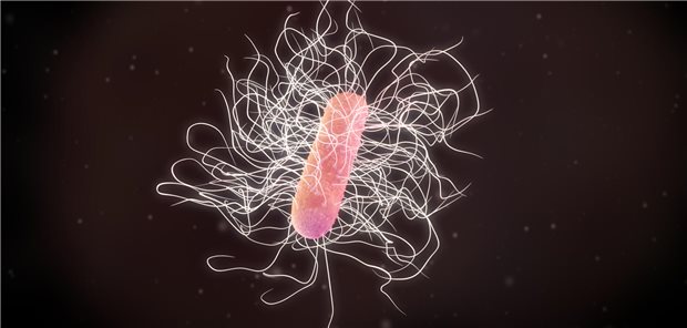 Clostridioides difficile: Bei einer Infektion kann ein fäkaler Mikrobiomtransfer helfen.