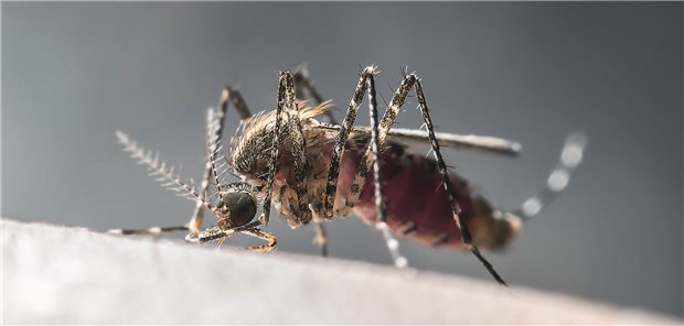 Reisemediziner empfehlen Dengue-Impfung auch ohne vorherige Infektion Gelbfiebermücke