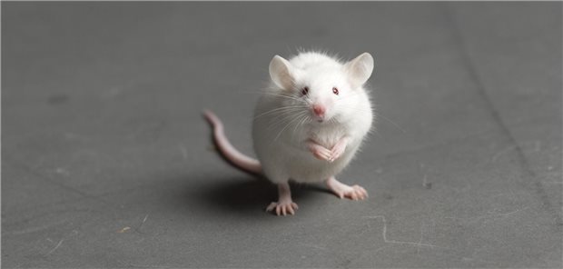 Hantavirus auf Kreuzfahrtschiff: WHO vermutet Übertragung auch von Mensch zu Mensch Eine weiße ratte sitzt am Boden und schaut in die Kamera.