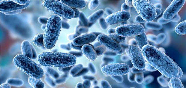 Steigende Pertussis-Fallzahlen trotz höher Impfquote bei Säuglingen Bacteria Bordetella pertussis