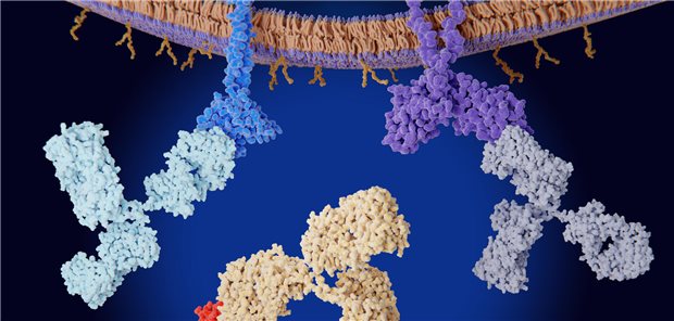 Phase-III-Studie: PD-1-Inhibitor Cemiplimab punktet bei hellem Hautkrebs mit hohem Rezidivrisiko Die Immun-Checkpoint-Inhibitoren PD-1, CTLA-4 und PD-1 auf der Zellmembran einer T-Zelle werden durch therapeutische Antikörper blockiert.