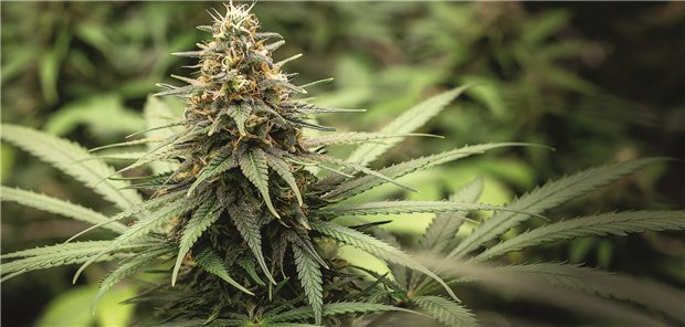 Cannabis-Verordnung ohne Arzt-Patienten-Kontakt? Der Ärztetag will ein Stopp-Signal Cannabis-Blüte