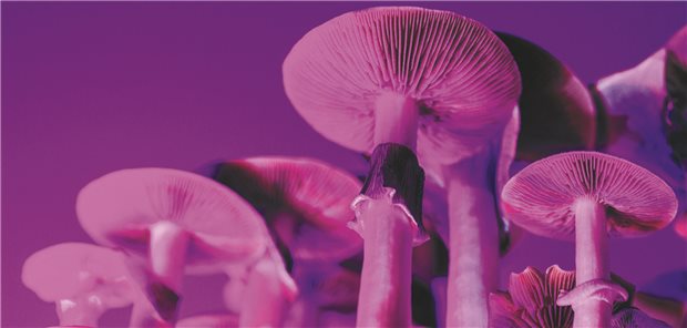 Psilocybin hält therapieresistente Depressionen ein Jahr lang in Schach Leuchtende Pilze