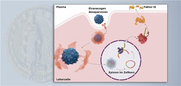 Die Gensequenz von Etranacogen dezaparvovec verbleibt als stabiles Episom im Zellkern, wodurch eine langhaltende, leberspezifische Expression des menschlichen Gerinnungsfaktor-IX-Proteins ermöglicht wird.