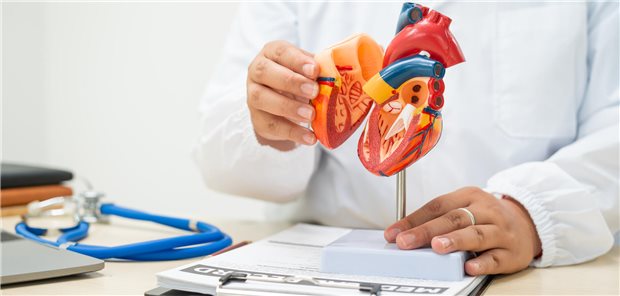 Herzinsuffizienz: Bessere Prognose bei stabiler hausärztlicher Betreuung Eine Ärztin sitzt an einem Schreibtisch und bespricht anhand eines anatomischen Modells des menschlichen Herzen mit einem Patienten seine Herzerkrankung und die notwendige Behandlungsschritte.