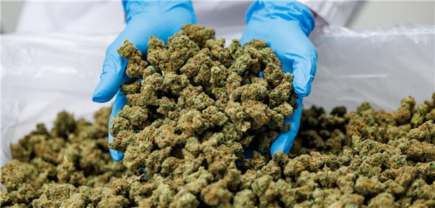 Cannabis wohl keine Hilfe bei chronischen neuropathischen Schmerzen Eine Person hält Cannabis-Blüten in den Händen.