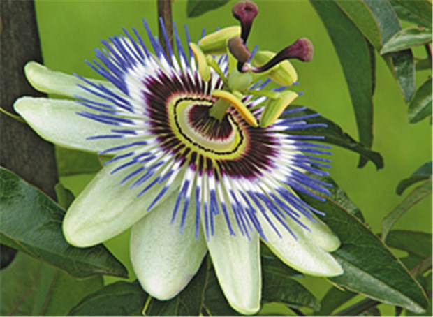 Weiß-violettes Wunderwerk geehrt Die Passionsblume verdankt ihren Namen spanischen Missionaren, die nach Amerika kamen.