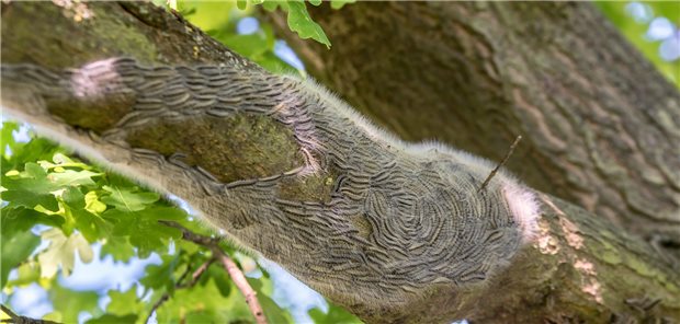 Eichenprozessionsspinner-Hochsaison beginnt: Das sind die Symptome der Raupendermatitis Eichenprozessionsspinner