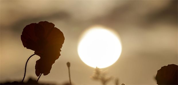 RKI: Fast 10.000 hitzebedingte Tote in diesem Jahr Die Sonne verschwindet hinter einer Mohnblüte in den dunklen Wolken