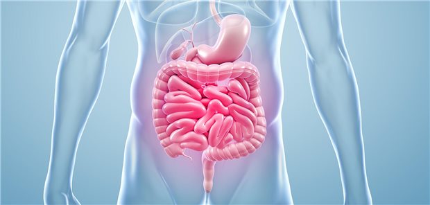 Morbus Crohn & Colitis ulcerosa: Das sollten Sie bei der Anwendung neuerer Medikamente beachten Modell des Darms