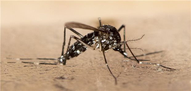 Chikungunya für Europa womöglich problematischer als gedacht Tigermücke