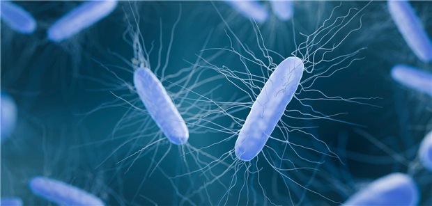 Clostridioides difficile: Besserer Schutz vor Rezidiven durch verlängerte Therapie? Dreidimensionale Illustration des gram-positiven Bakteriums Clostridioides difficile.