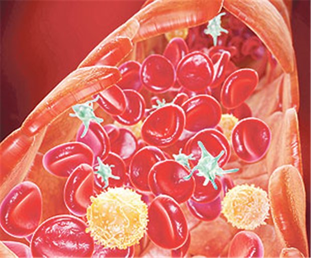 Neue Behandlungs-Optionen mit großem Potenzial Die gelben Lymphozyten von Krebskranken sind Basis der adoptiven Immuntherapie.
