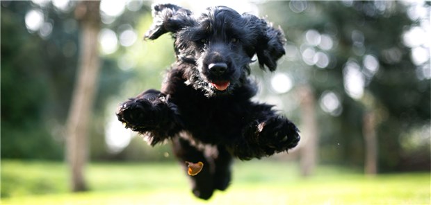 Ein Hund tut der Herzgesundheit gut