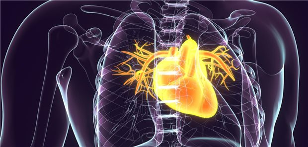 Warum Krebs im Herzen selten vorkommt Dreidimensionale gerenderte Darstellung der Anatomie des menschlichen Herzens.