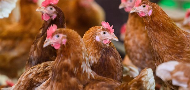 Vogelgrippe: STIKO veröffentlicht Impfempfehlung zu zoonotischen Influenza-A(H5)-Viren Hühner