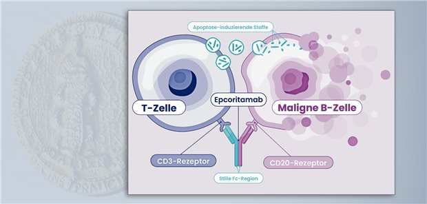 Epcoritamab ist bivalent und bindet simultan das Antigen CD20 auf der Zelloberfläche der Lymphomzellen sowie das Antigen CD3, das auf der Zelloberfläche von T-Lymphozyten exprimiert wird.