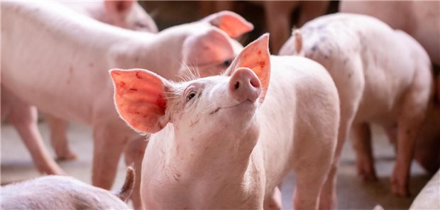 Erstmals genetisch modifizierte Schweineleber in lebenden Menschen transplantiert Erstmals ist es einem chinesischen Forschungsteam gelungen, eine genetisch modifizierte Schweineleber in einen Menschen einzupflanzen.