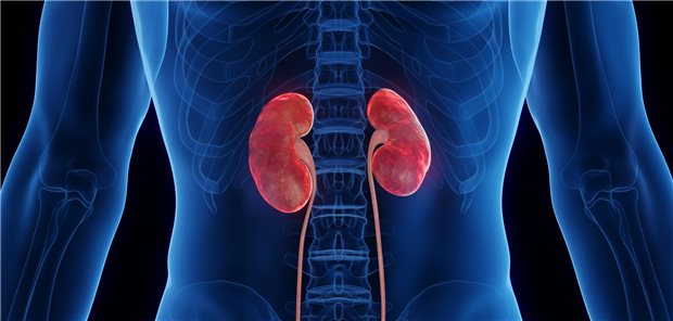 Das Wichtigste aus der S3-Leitlinie zum Lupus erythematodes Dreidimensionale medizinische Darstellung der entzündeten Nieren eines Mannes.