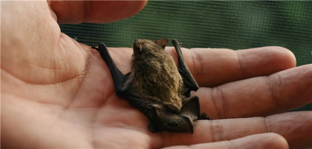 Tollwut-Risiken in Deutschland – und wie sie sich vermeiden lassen Etwa jede zehnte Fledermaus in Deutschland könne mit dem Tollwut-Virus infiziert sein. Damit ist die gefahr der Übertragung zwar gering, jedoch nicht null. In die Hand nehmen sollte man sie deshalb nicht.