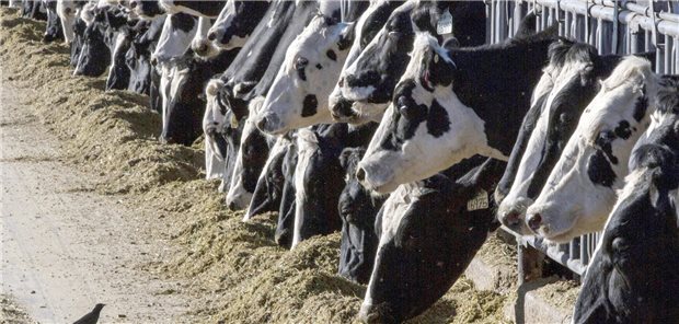Fütterung von Milchkühen in den USA. Dort breitet sich die Vogelgrippe in Rinderbeständen immer weiter aus.