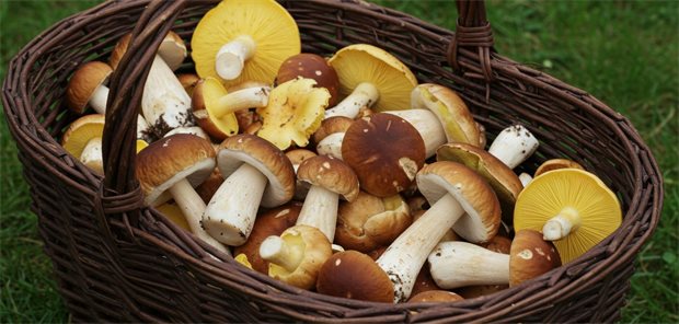 Pilzvergiftungen: Was ist für Hausärzte relevant? Ein Korb mit Pilzen