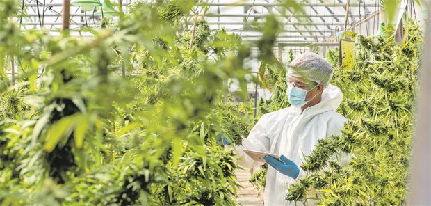 Meinungsänderung: KBV betont Vorrang für THC-Fertigarzneimittel – auch bei Off Label Use Ein Mann steht in einer Cannabis-Plantage.