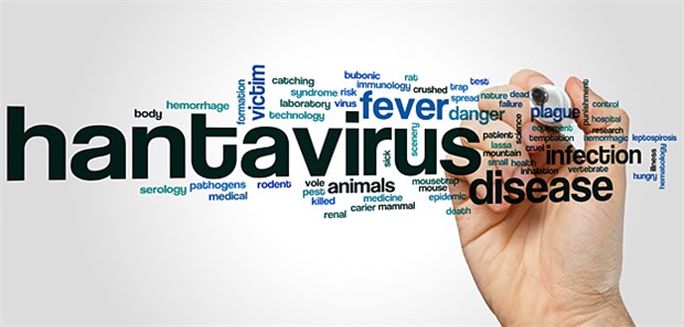 Hantavirus war 2017 besonders verbreitet