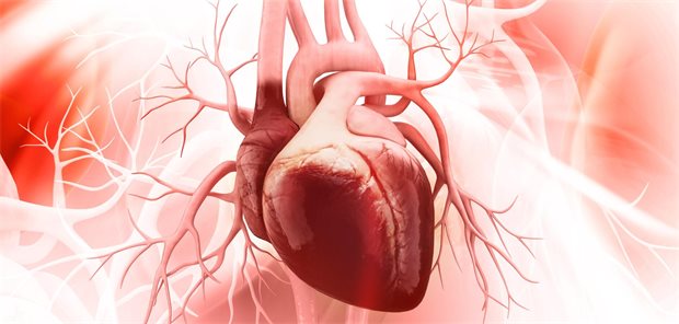 ESC-Leitlinie Herzinsuffizienz: Das sind 7 wichtige Änderungen anatomisches Herz