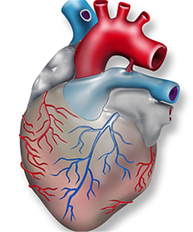 MRI Cardiac Stress Test Shows Promise at Identifying Fatal Heart Disease   Duke Health