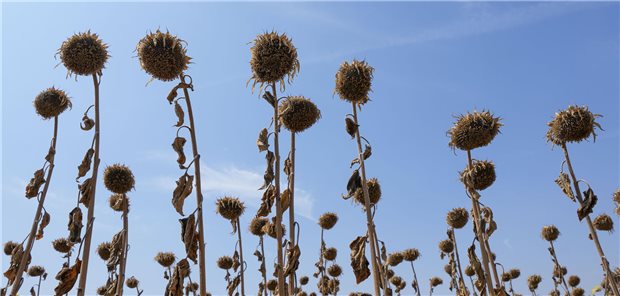 Vertrocknete Sonnenblumen auf einem Feld in der Sonne.