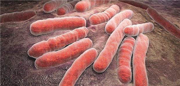 Mycobacterium tuberculosis