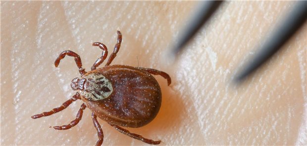 Seltsame Anaphylaxien: Ein Fall für Detektive Nahaufnahme einer Zecke