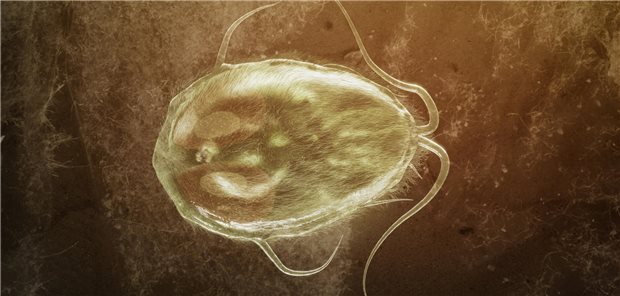 Dermatozoenwahn – frühes Anzeichen von Demenz? Dreidimensionale gerenderte Nahaufnhame des Giardia lamblia Parasit.