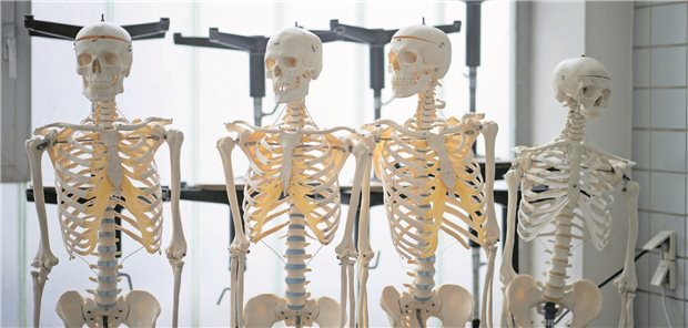 DEGAM zum Medizinstudium: „Wir müssen den Reformprozess frei von Besitzstandswahrung angehen“ Künstliche Skelette stehen am Institut für Anatomie und Zellbiologie der Justus-Liebig-Universität Gießen in einem Saal.
